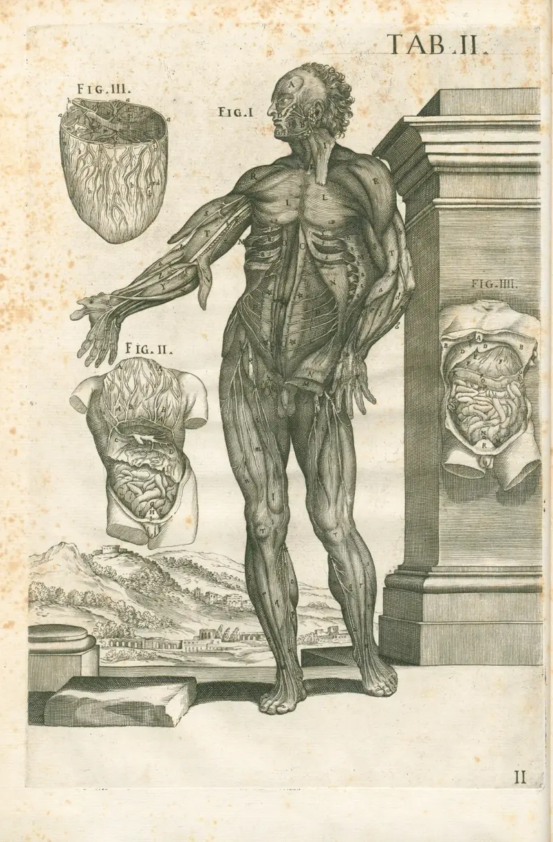 Tabulae anatomicae a celeberrimo pictore Petro Berretino Cortonensi Pl.02 av Pietro da Cortona