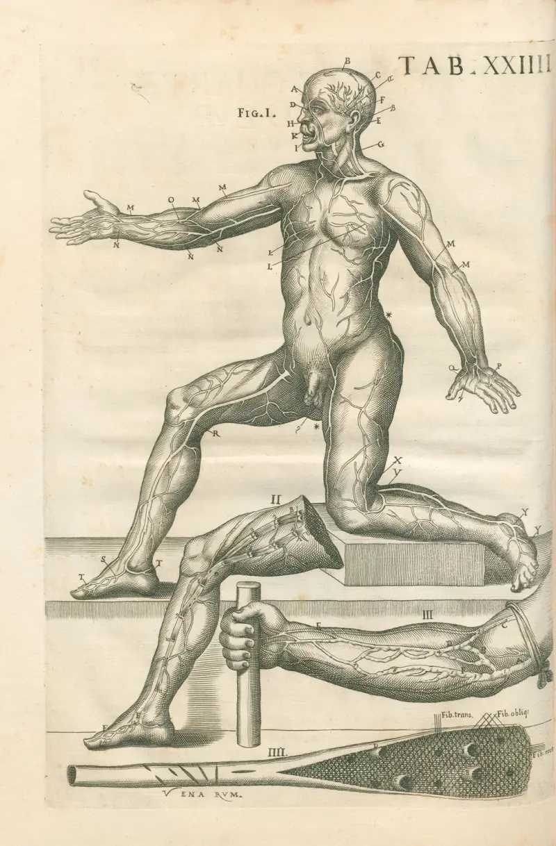 Tabulae anatomicae a celeberrimo pictore Petro Berretino Cortonensi Pl.24 av Pietro da Cortona