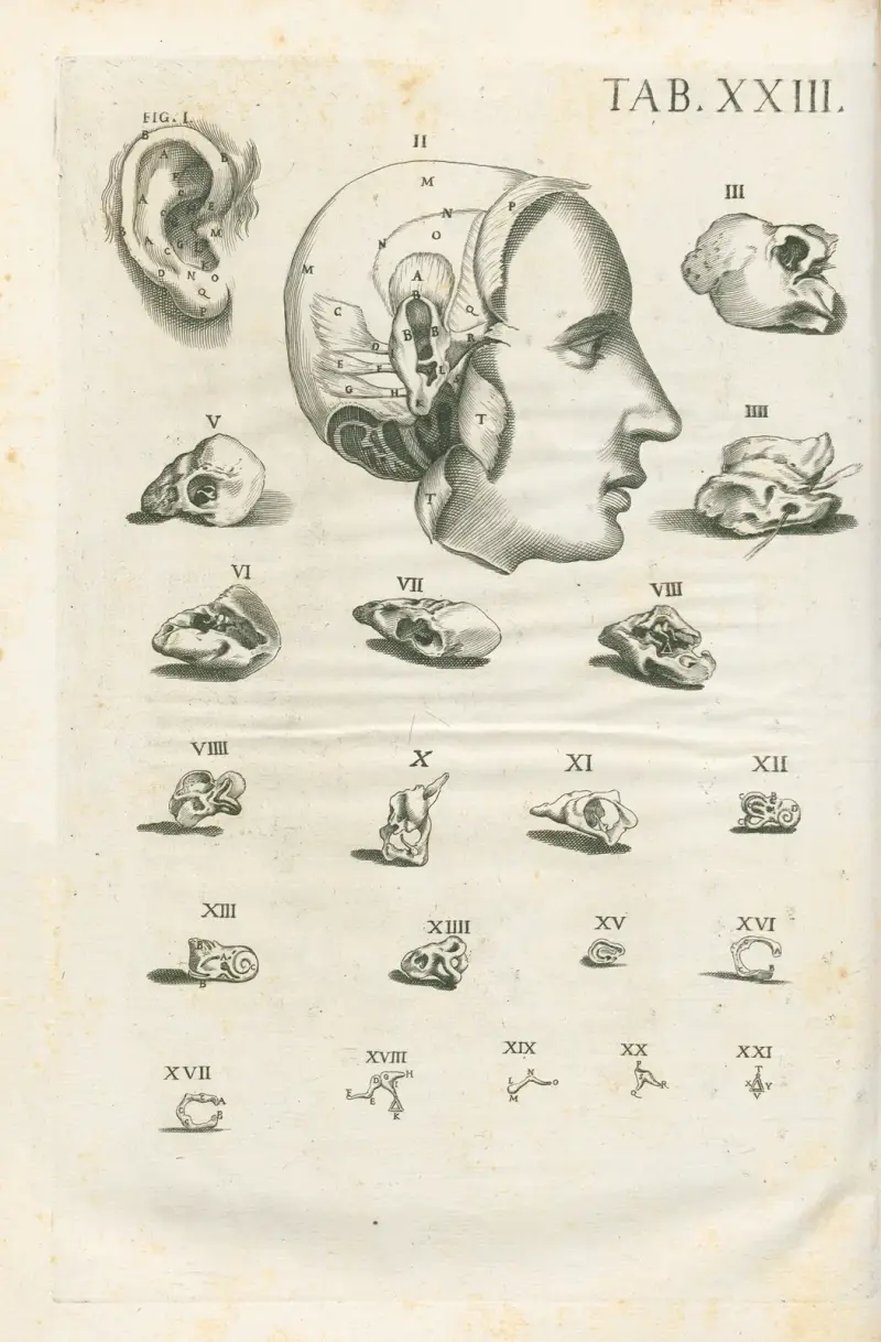 Tabulae anatomicae a celeberrimo pictore Petro Berretino Cortonensi Pl.23 av Pietro da Cortona