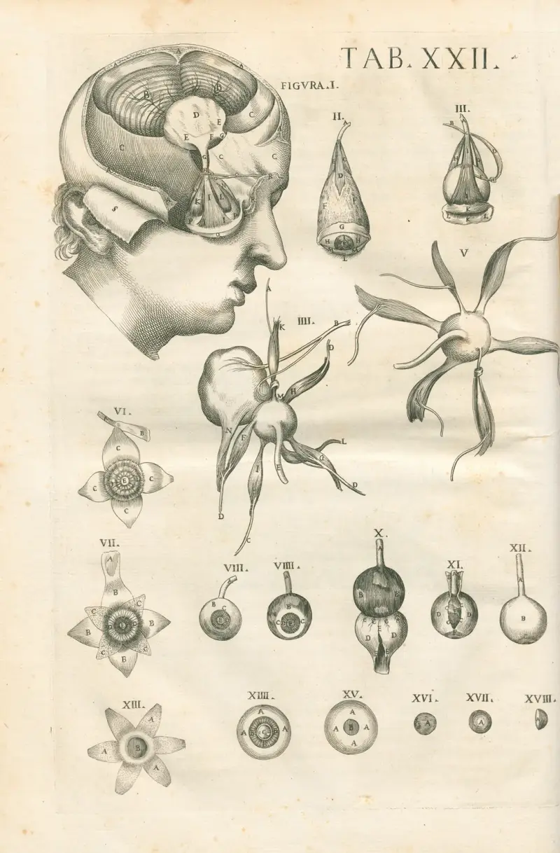 Tabulae anatomicae a celeberrimo pictore Petro Berretino Cortonensi Pl.22 av Pietro da Cortona