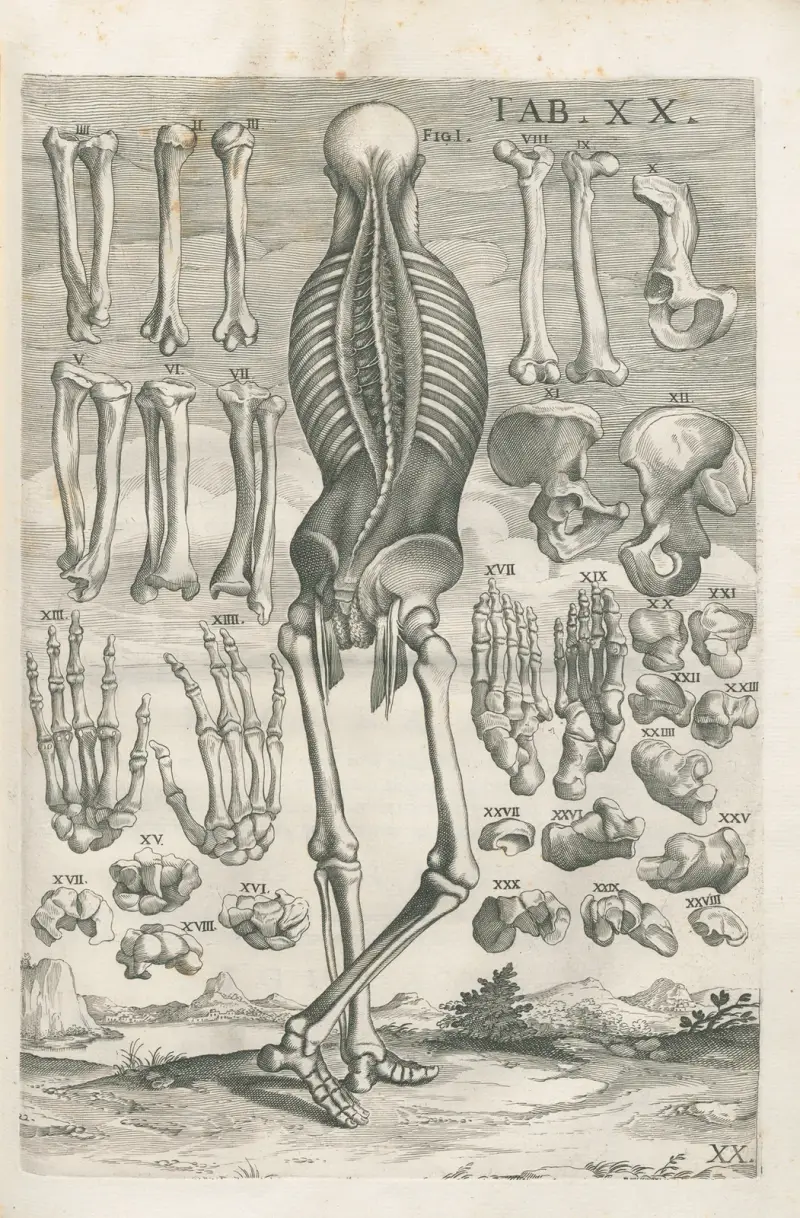 Tabulae anatomicae a celeberrimo pictore Petro Berretino Cortonensi Pl.20 av Pietro da Cortona