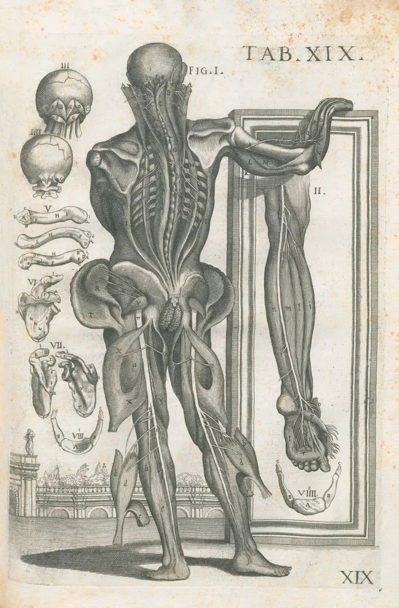Tabulae anatomicae a celeberrimo pictore Petro Berretino Cortonensi Pl.19 av Pietro da Cortona