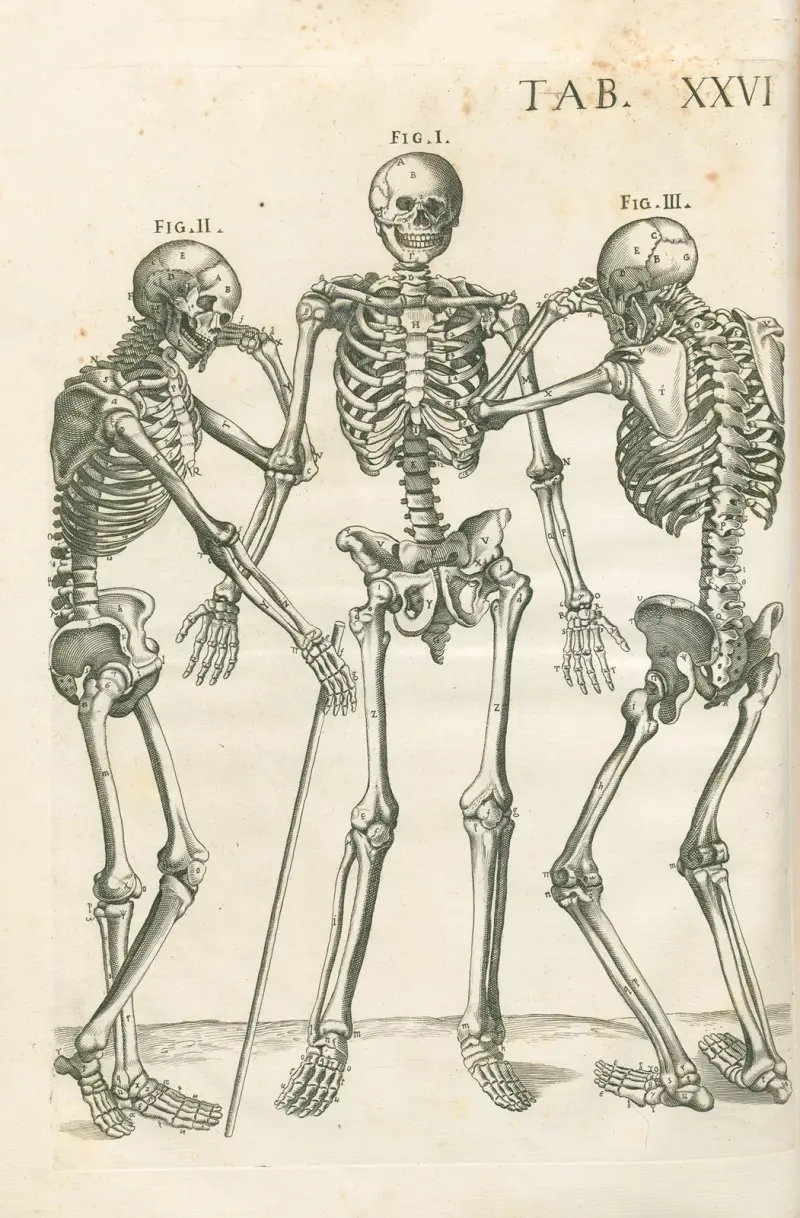 Anatomiska tavlor av den berömde målaren Pietro Berrettini från Cortona, plansch 26 av Pietro da Cortona
