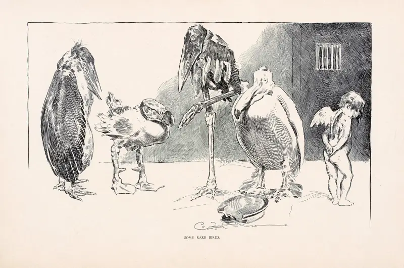 Sällsynta fåglar av Charles Dana Gibson