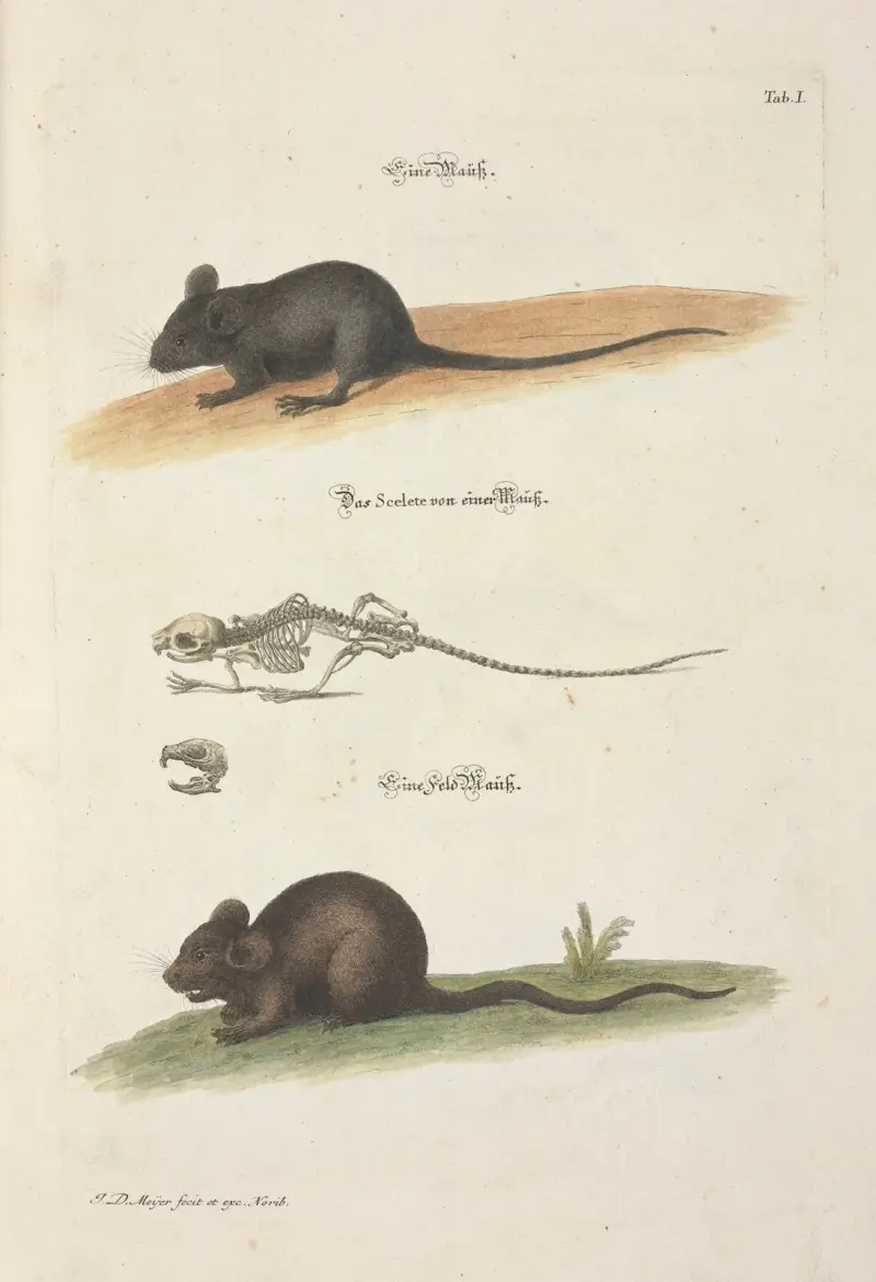 Angenehmer und nützlicher Zeit-Vertreib Pl.001 av Johann Daniel Meyer