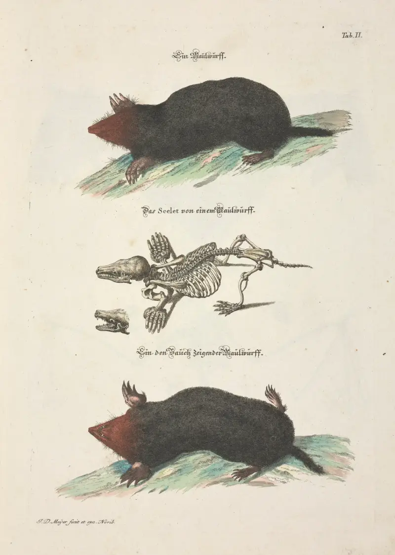Angenehmer und nützlicher Zeit-Vertreib Pl.002 av Johann Daniel Meyer