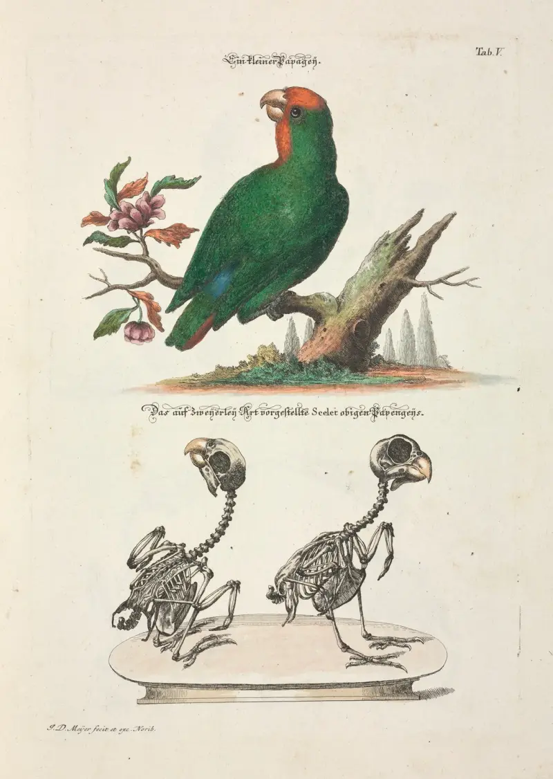 Angenehmer und nützlicher Zeit-Vertreib Pl.005 av Johann Daniel Meyer