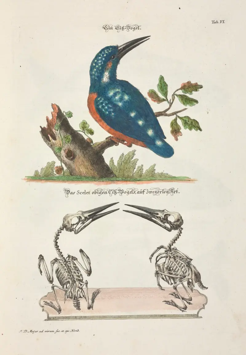 Angenehmer und nützlicher Zeit-Vertreib Pl.006 av Johann Daniel Meyer