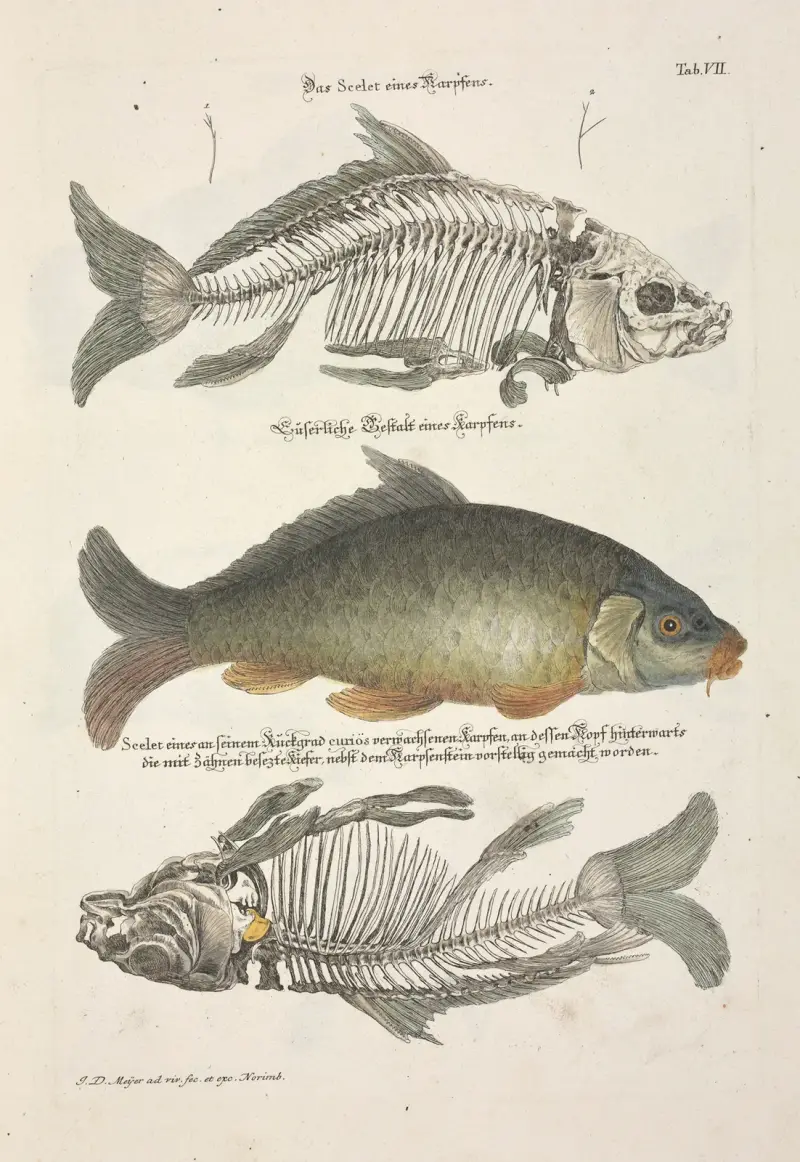 Angenehmer und nützlicher Zeit-Vertreib Pl.007 av Johann Daniel Meyer