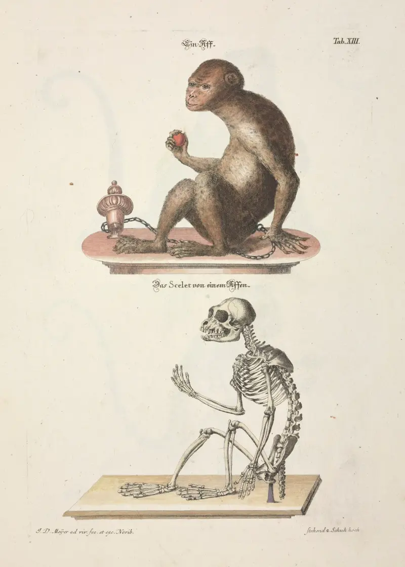 Angenehmer und nützlicher Zeit-Vertreib Pl.013 av Johann Daniel Meyer