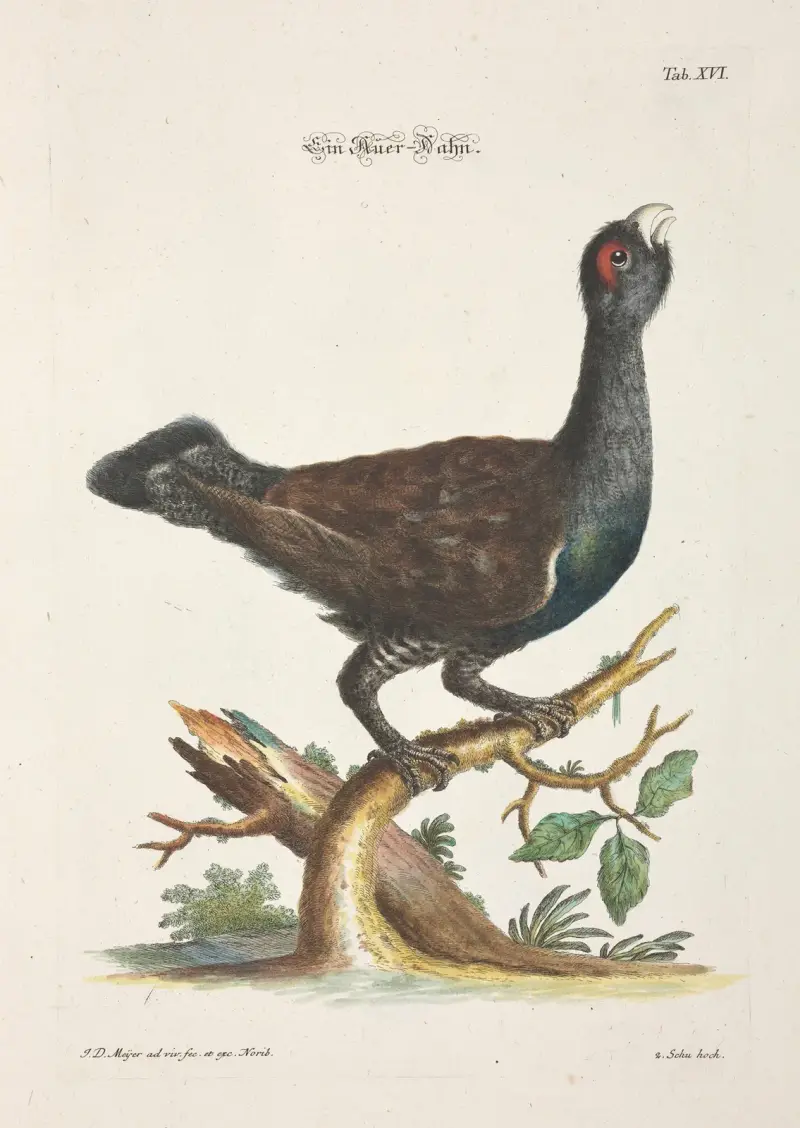 Angenehmer und nützlicher Zeit-Vertreib Pl.016 av Johann Daniel Meyer