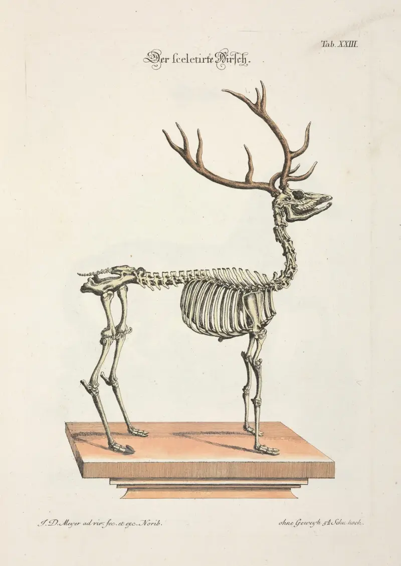 Angenehmer und nützlicher Zeit-Vertreib Pl.023 av Johann Daniel Meyer
