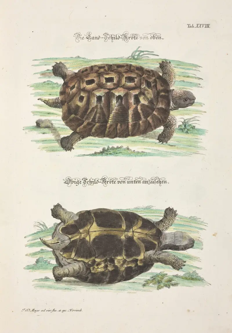 Angenehmer und nützlicher Zeit-Vertreib Pl.028 av Johann Daniel Meyer