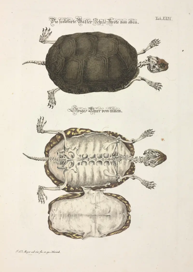 Angenehmer und nützlicher Zeit-Vertreib Pl.029 av Johann Daniel Meyer