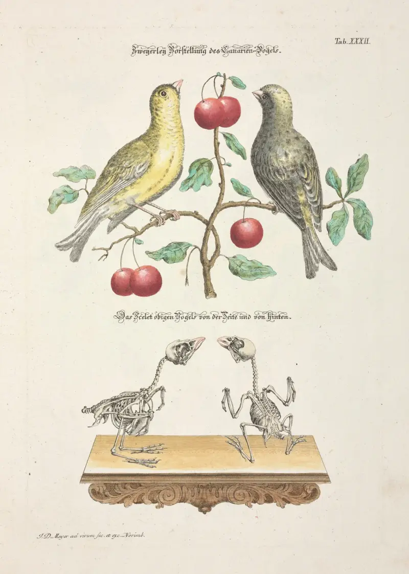Angenehmer und nützlicher Zeit-Vertreib, blad 032 av Johann Daniel Meyer
