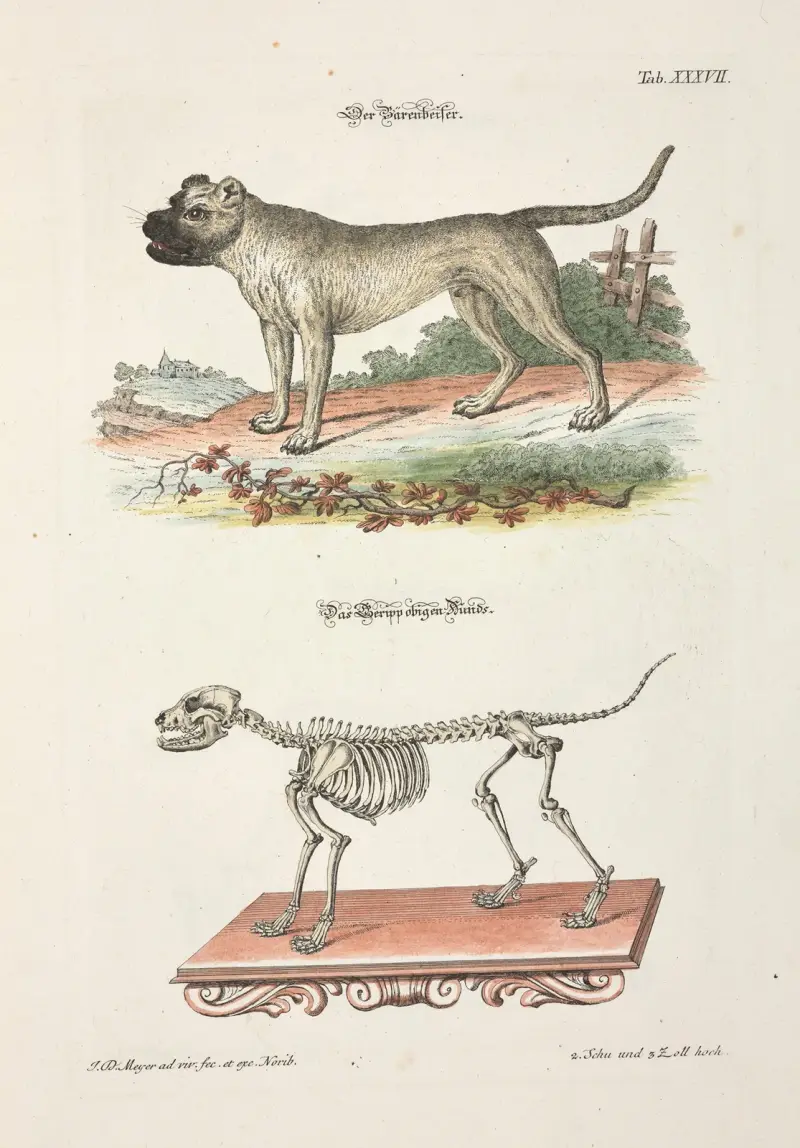 Angenehmer und nützlicher Zeit-Vertreib Pl.037 av Johann Daniel Meyer