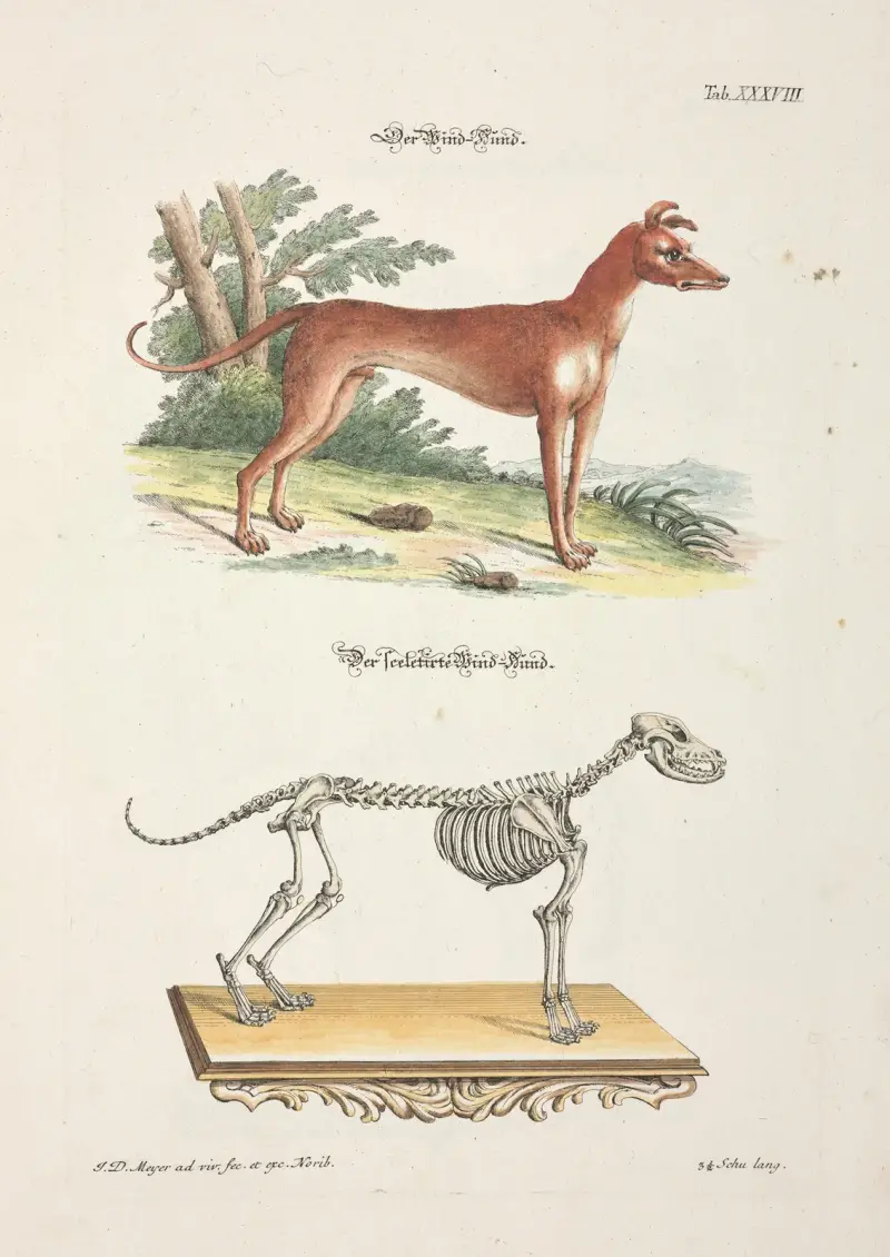 Angenehmer und nützlicher Zeit-Vertreib Pl.038 av Johann Daniel Meyer