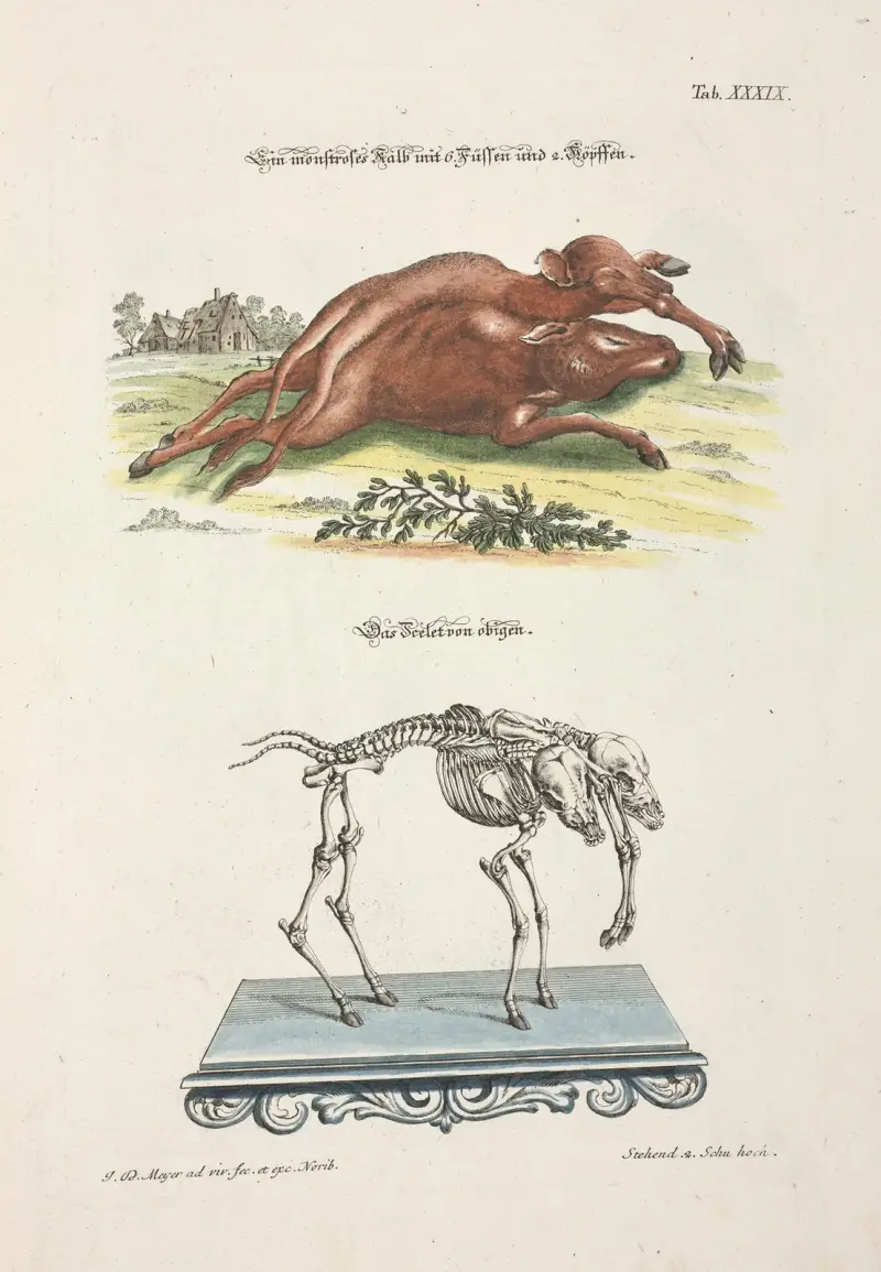 Angenehmer und nützlicher Zeit-Vertreib Pl.039 av Johann Daniel Meyer