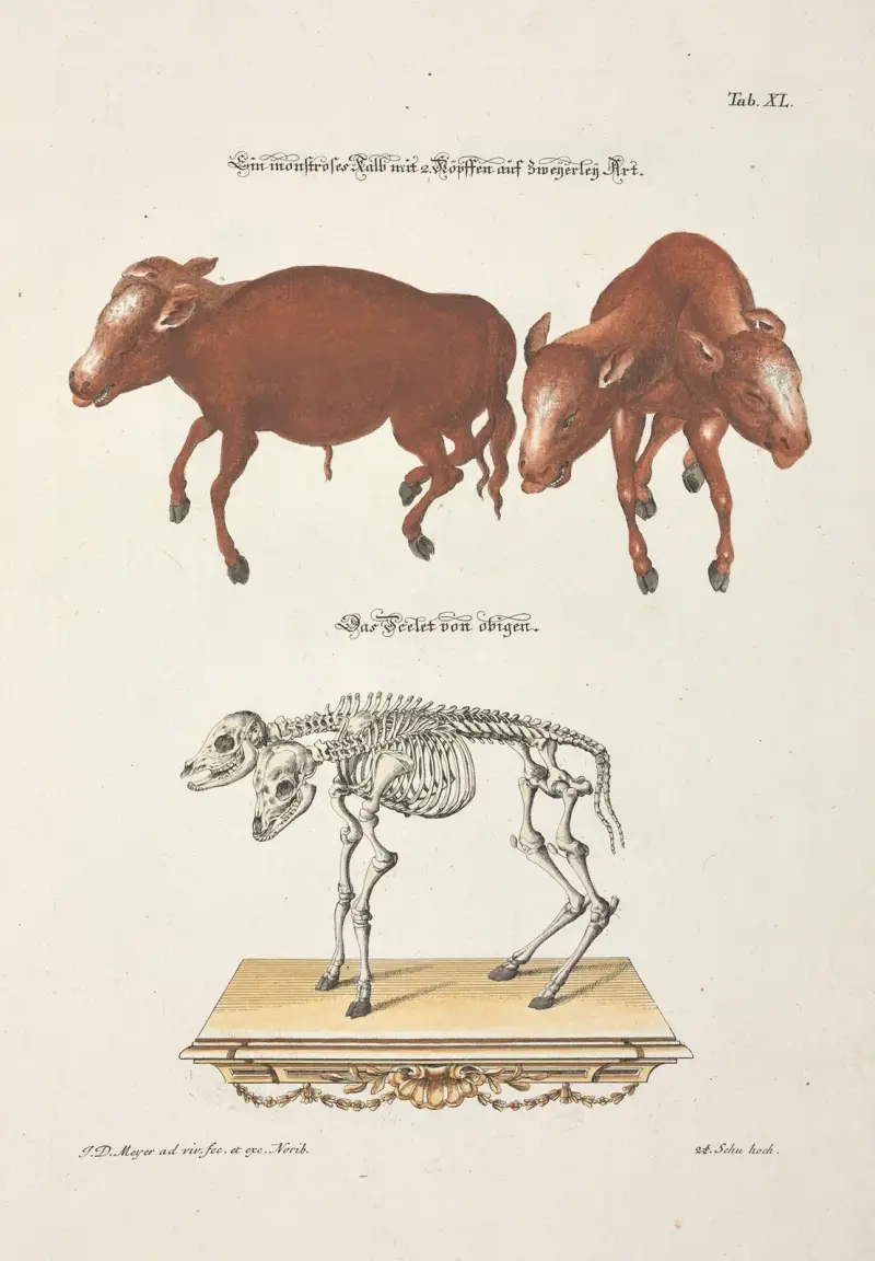 Angenehmer und nützlicher Zeit-Vertreib Pl.040 av Johann Daniel Meyer