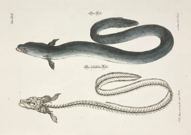 Angenehmer und nützlicher Zeit-Vertreib Pl.042 av Johann Daniel Meyer