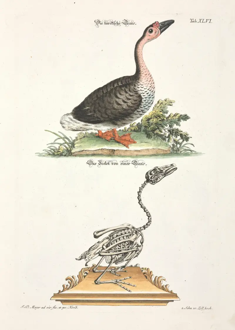 Angenehmer und nützlicher Zeit-Vertreib Pl.046 av Johann Daniel Meyer
