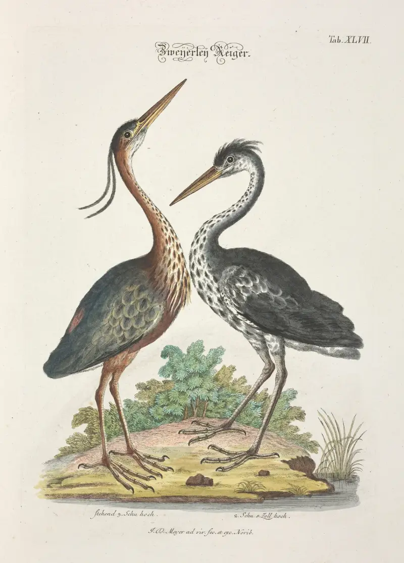 Angenehmer und nützlicher Zeit-Vertreib Pl.047 av Johann Daniel Meyer