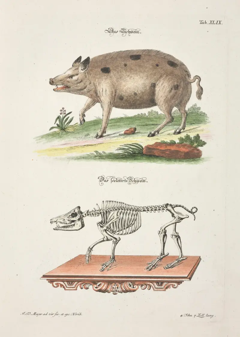 Angenehmer und nützlicher Zeit-Vertreib Pl.049 av Johann Daniel Meyer