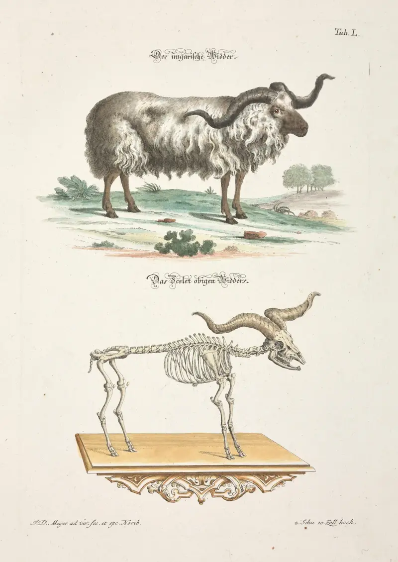Angenehmer und nützlicher Zeit-Vertreib Pl.050 av Johann Daniel Meyer