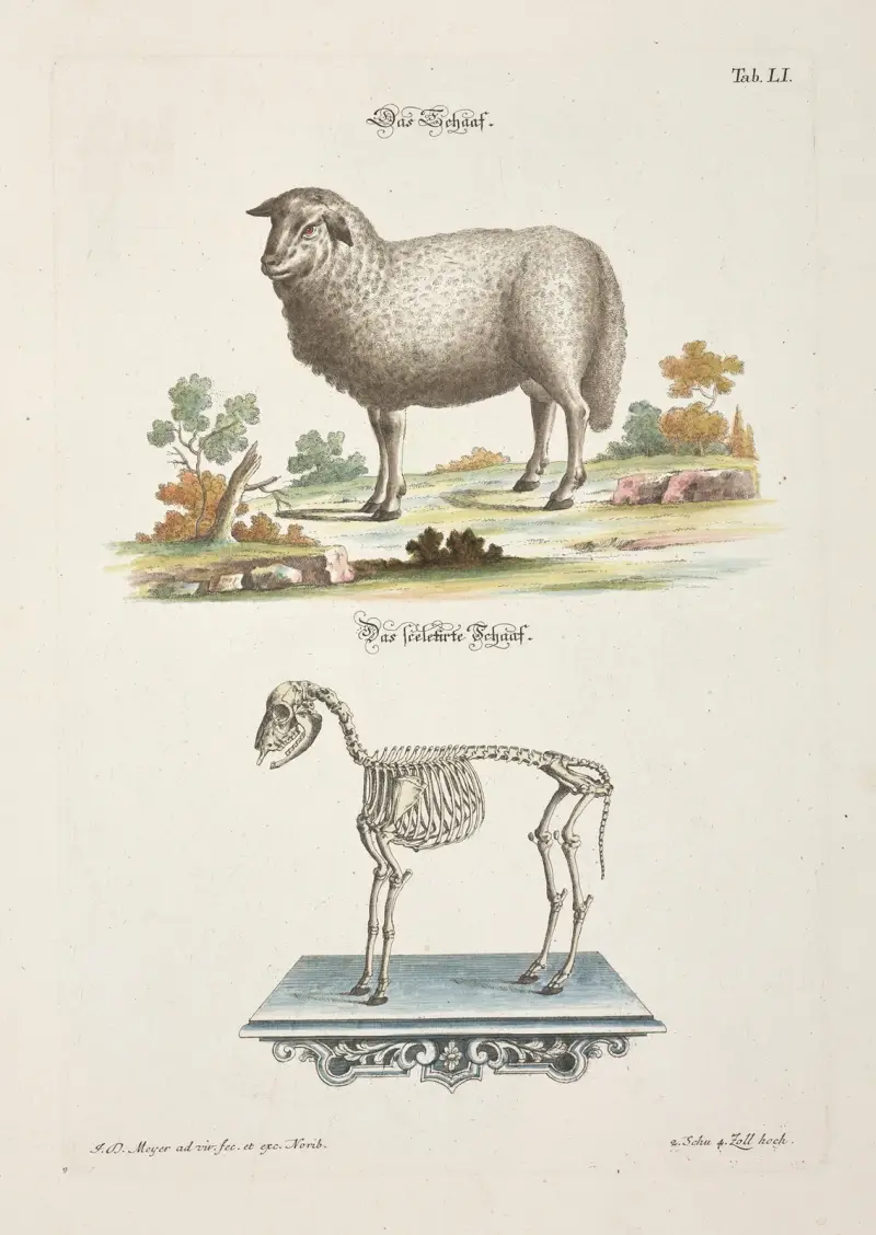 Angenehmer und nützlicher Zeit-Vertreib Pl.051 av Johann Daniel Meyer
