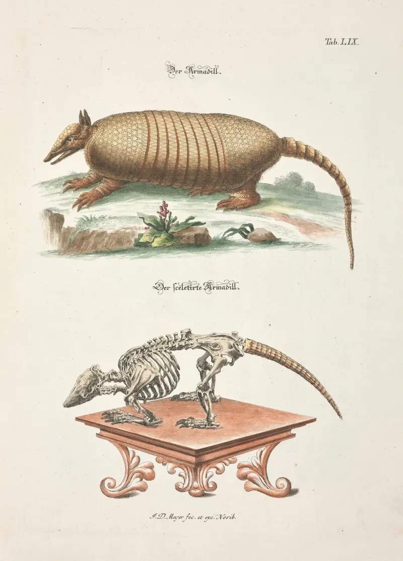 Angenehmer und nützlicher Zeit-Vertreib Pl. 59 von Johann Daniel Meyer