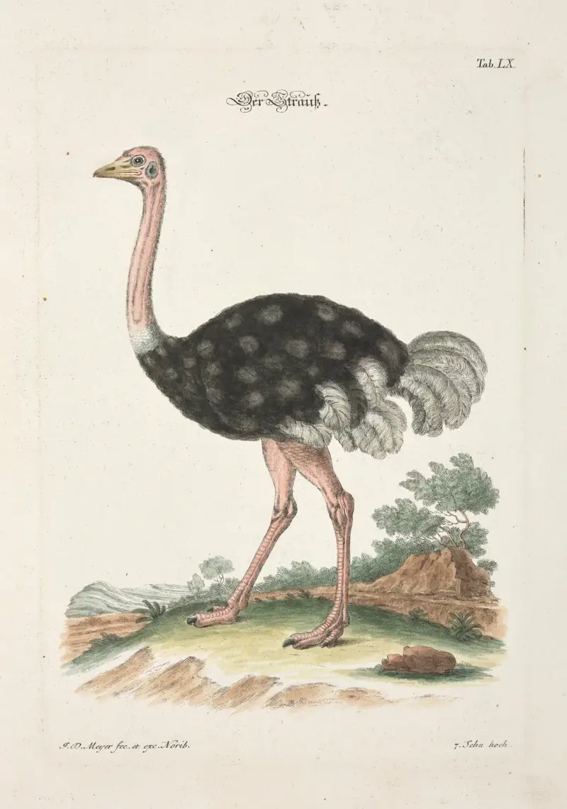 Angenehmer und nützlicher Zeit-Vertreib Pl.060 av Johann Daniel Meyer