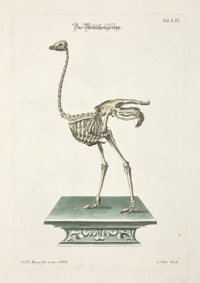 Angenehmer und nützlicher Zeit-Vertreib Pl.061 av Johann Daniel Meyer
