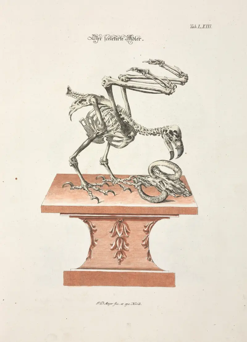 Angenehmer und nützlicher Zeit-Vertreib Pl.063 av Johann Daniel Meyer