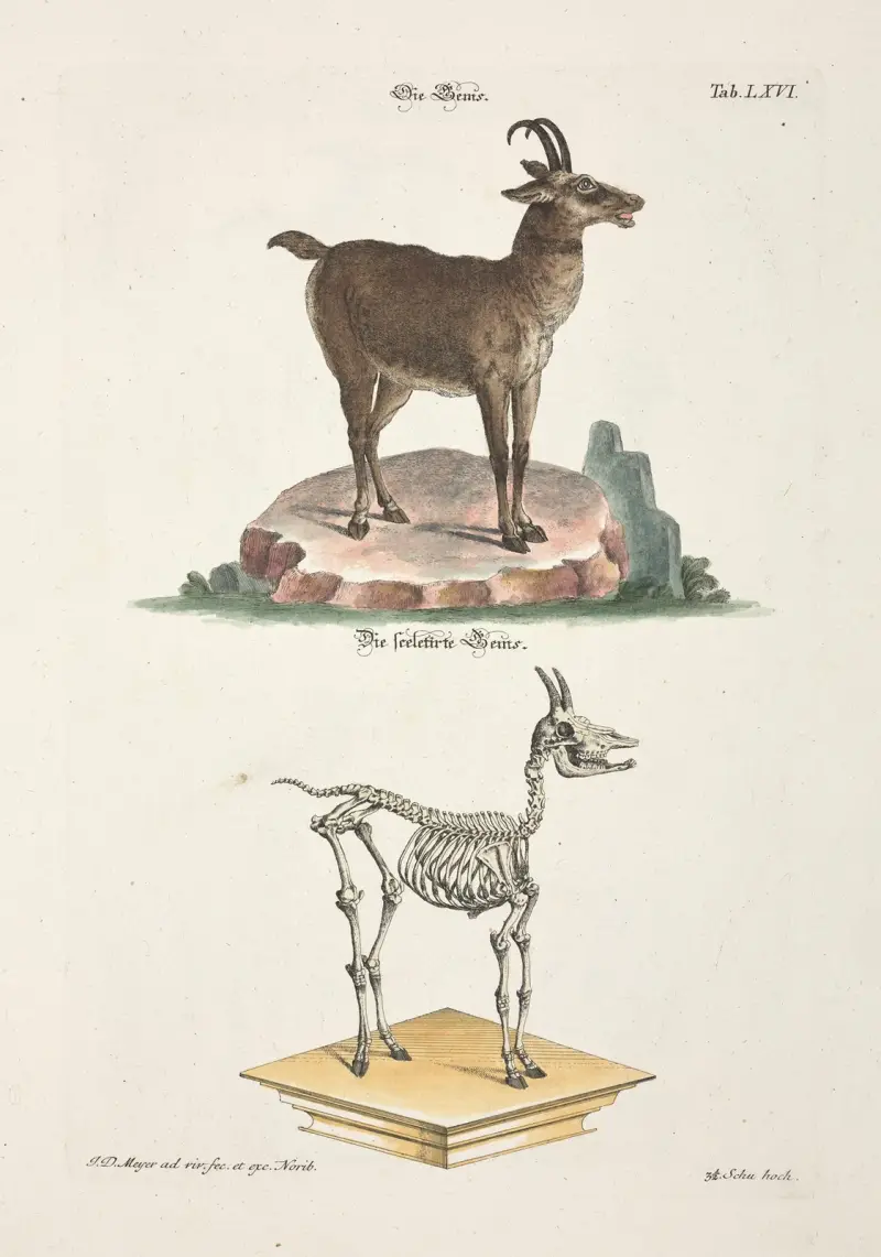 Angenehmer und nützlicher Zeit-Vertreib Pl.066 av Johann Daniel Meyer