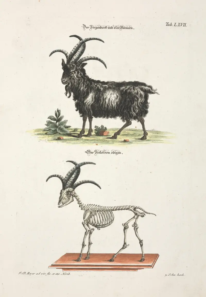 Angenehmer und nützlicher Zeit-Vertreib Pl.067 av Johann Daniel Meyer
