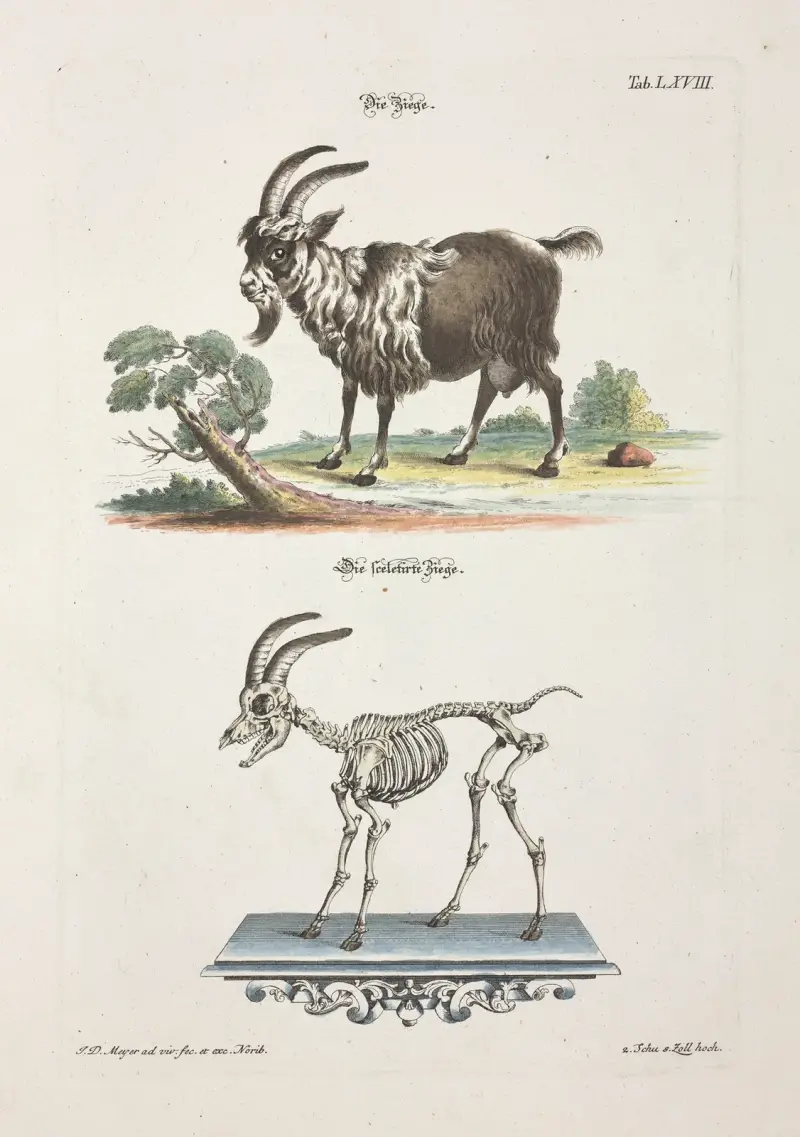 Angenehmer und nützlicher Zeit-Vertreib Pl.068 av Johann Daniel Meyer