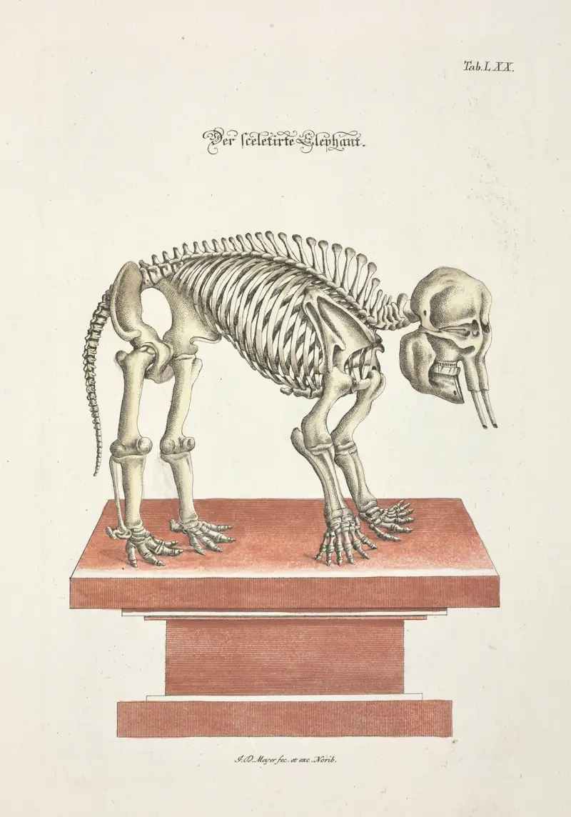 Angenehmer und nützlicher Zeit-Vertreib Pl.070 av Johann Daniel Meyer