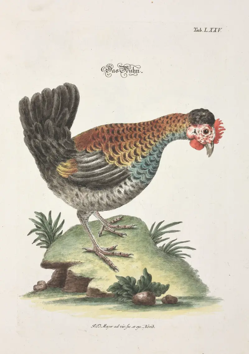 Angenehmer und nützlicher Zeit-Vertreib Pl.075 av Johann Daniel Meyer