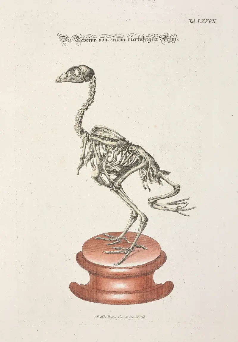 Angenehmer und nützlicher Zeit-Vertreib Pl.077 av Johann Daniel Meyer