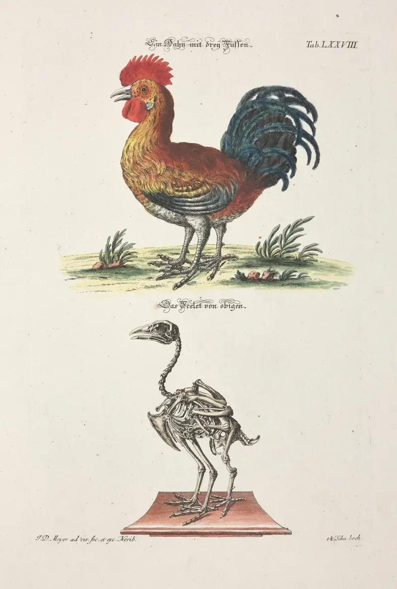 Angenehmer und nützlicher Zeit-Vertreib Pl.078 av Johann Daniel Meyer