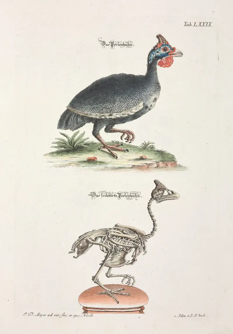 Angenehmer und nützlicher Zeit-Vertreib Pl.079 av Johann Daniel Meyer