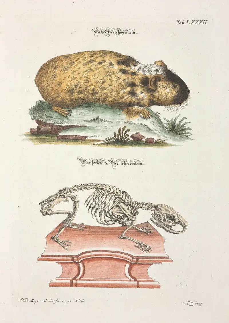 Angenehmer und nützlicher Zeit-Vertreib Pl.082 av Johann Daniel Meyer