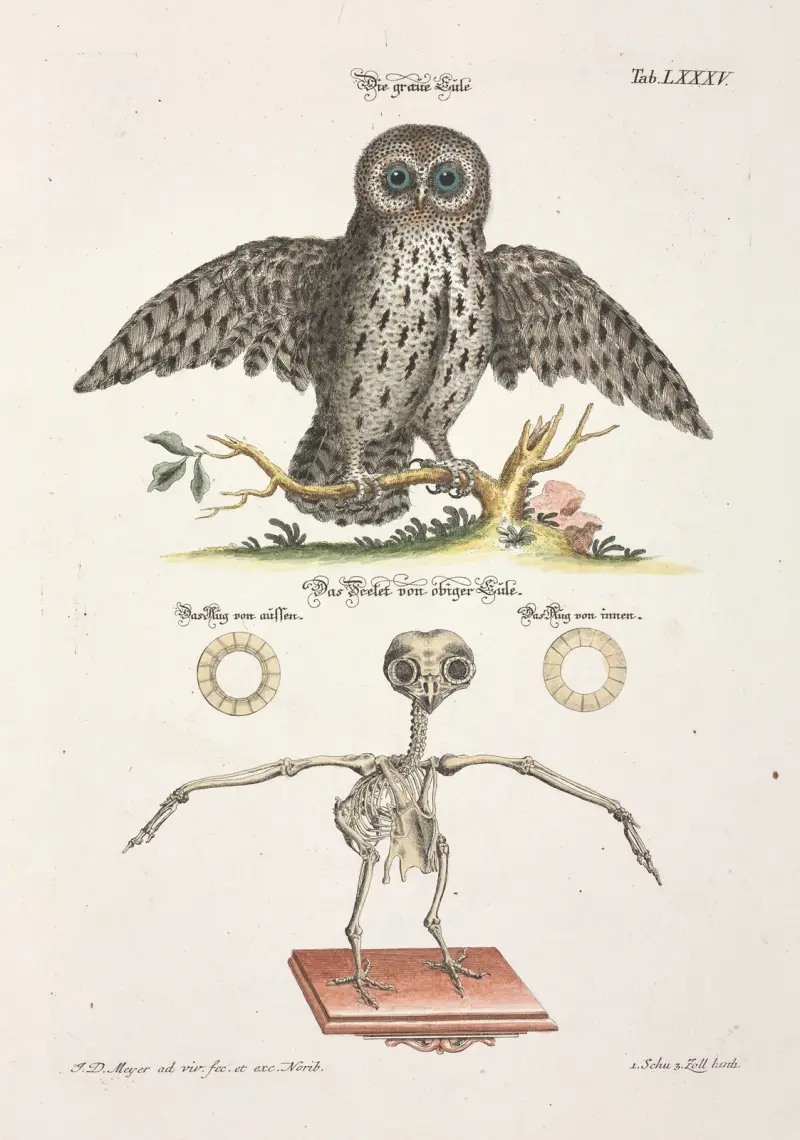 Angenehmer und nützlicher Zeit-Vertreib Pl.085 av Johann Daniel Meyer