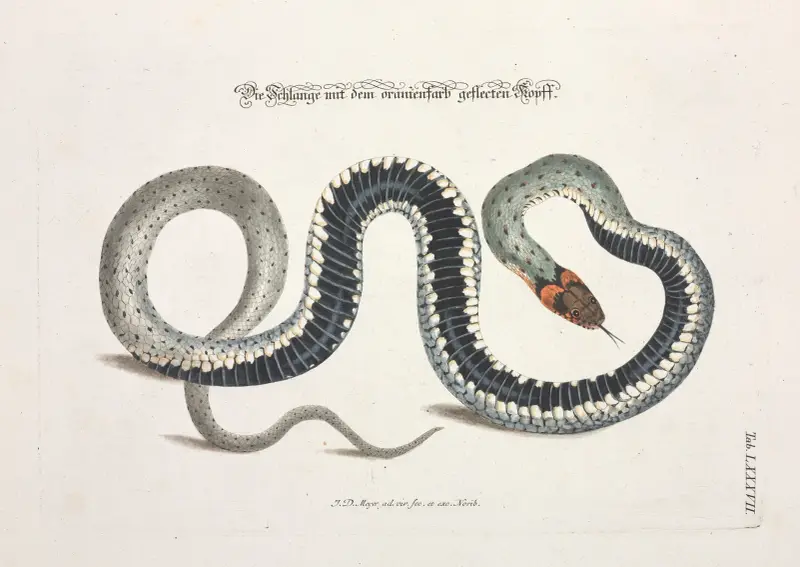 Angenehmer und nützlicher Zeit-Vertreib Pl.087 av Johann Daniel Meyer