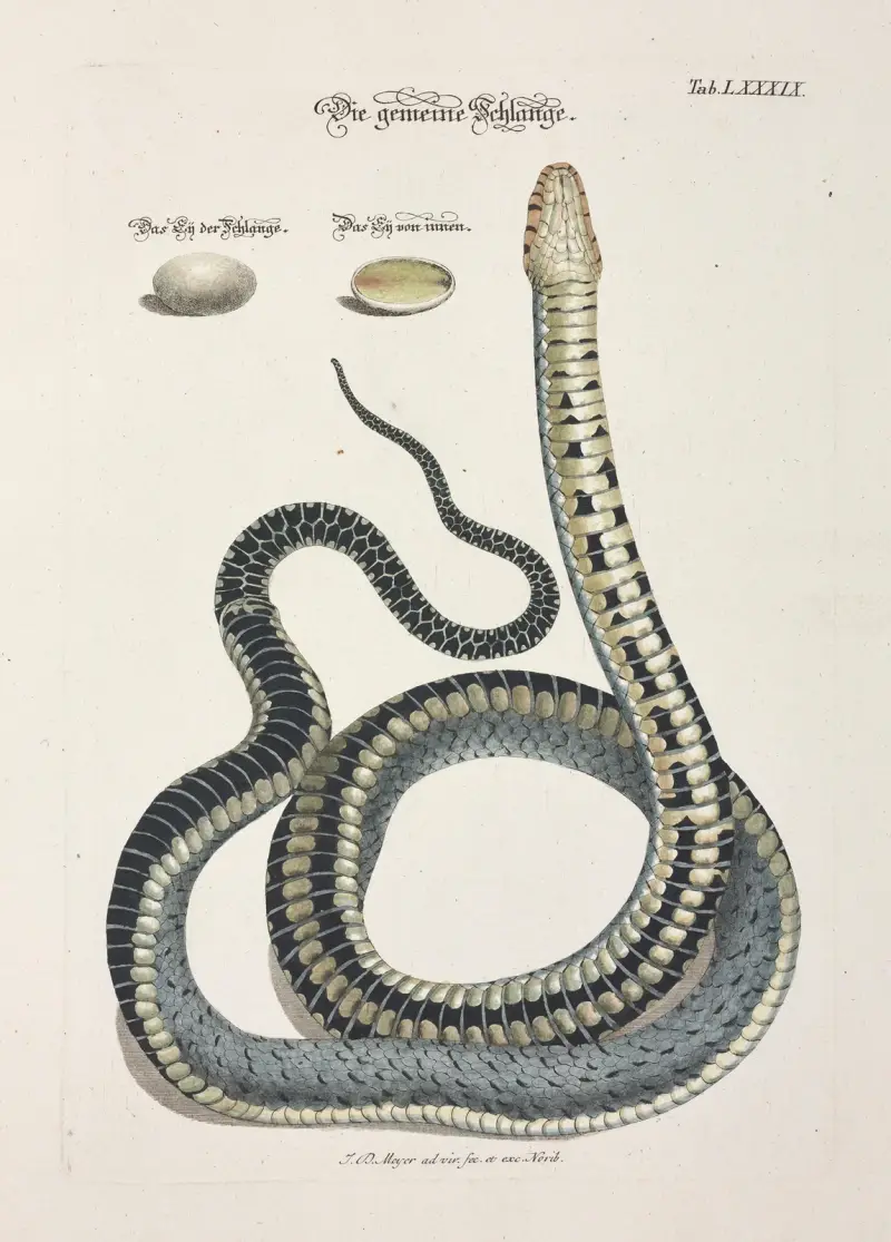 Angenehmer und nützlicher Zeit-Vertreib Pl.089 av Johann Daniel Meyer