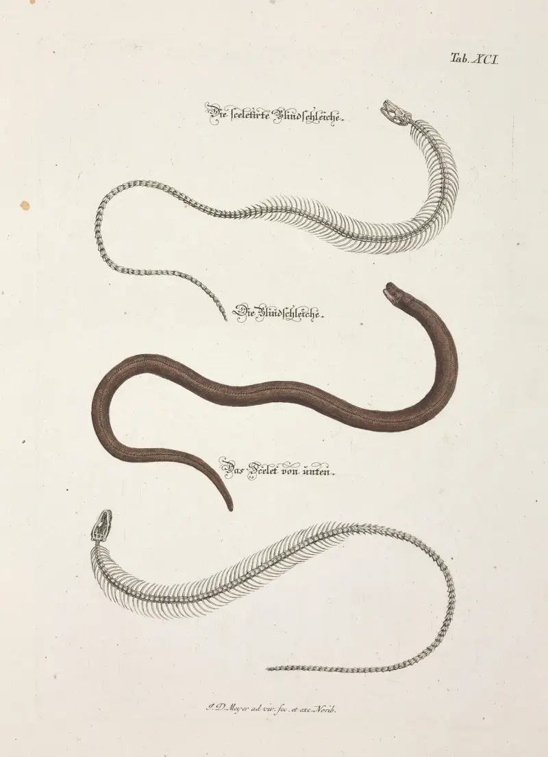 Angenehmer und nützlicher Zeit-Vertreib Pl.091 av Johann Daniel Meyer