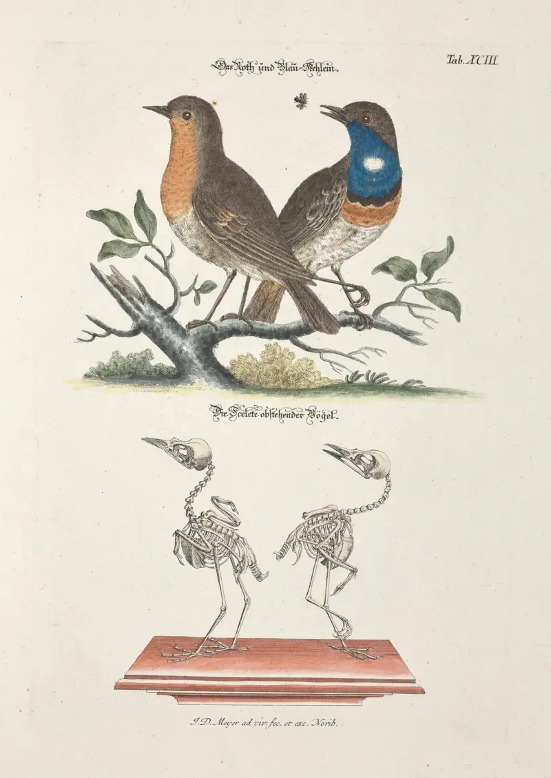Angenehmer und nützlicher Zeit-Vertreib Pl.093 av Johann Daniel Meyer