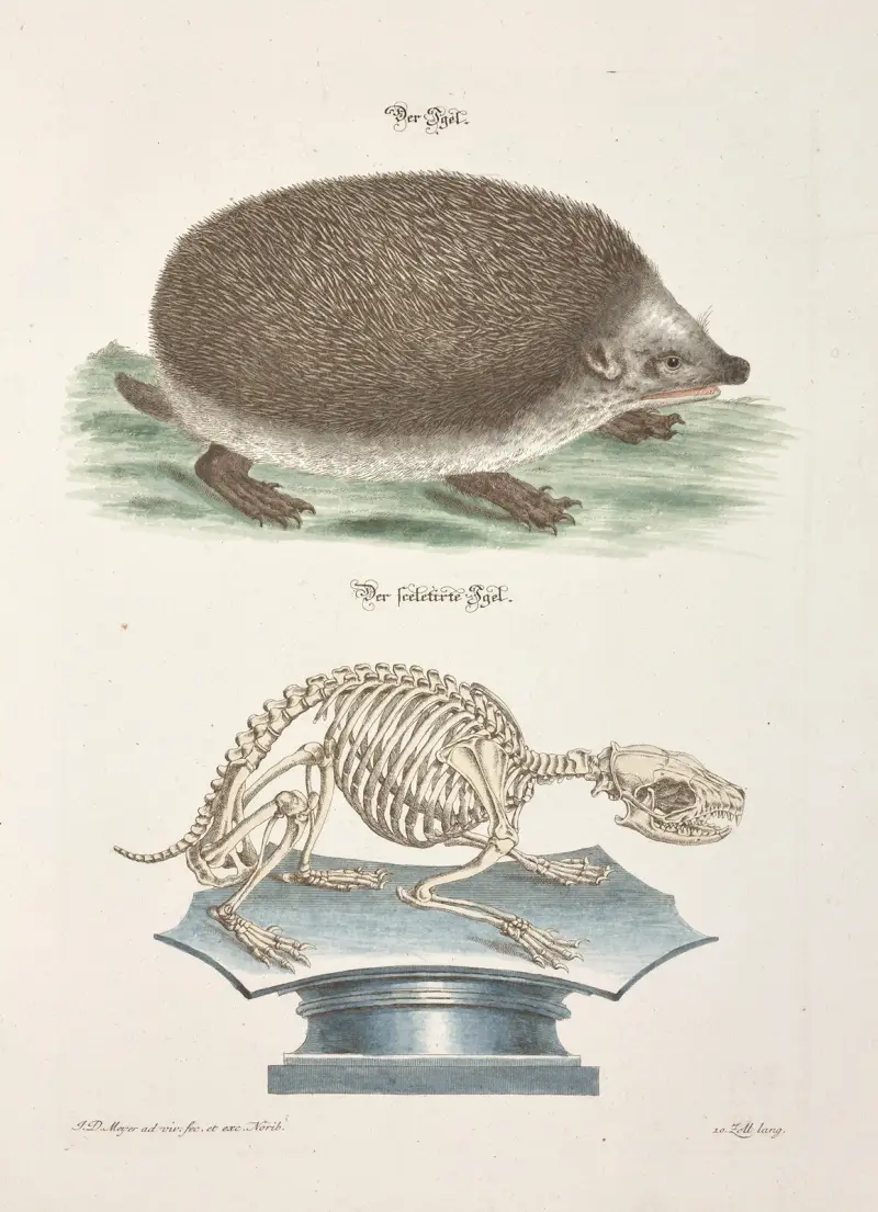 Angenehmer und nützlicher Zeit-Vertreib Pl.095 av Johann Daniel Meyer