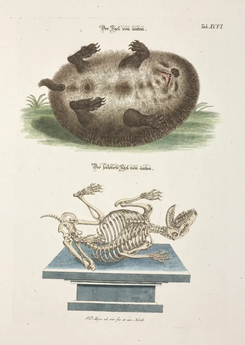 Angenehmer und nützlicher Zeit-Vertreib Pl.096 av Johann Daniel Meyer