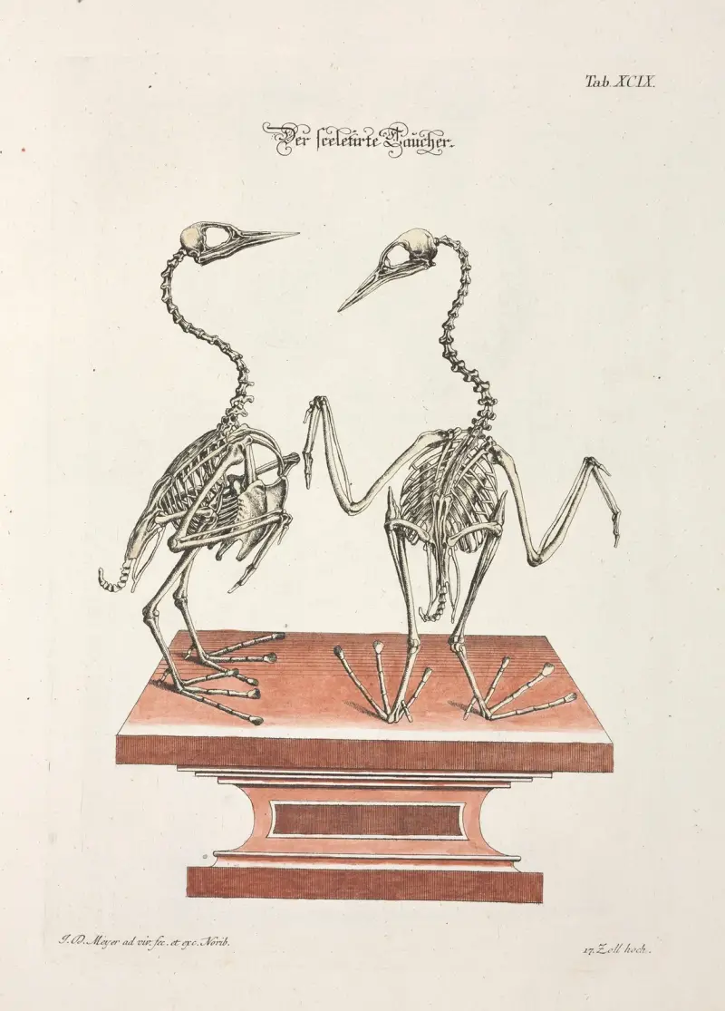 Angenehmer und nützlicher Zeit-Vertreib Pl.099 av Johann Daniel Meyer
